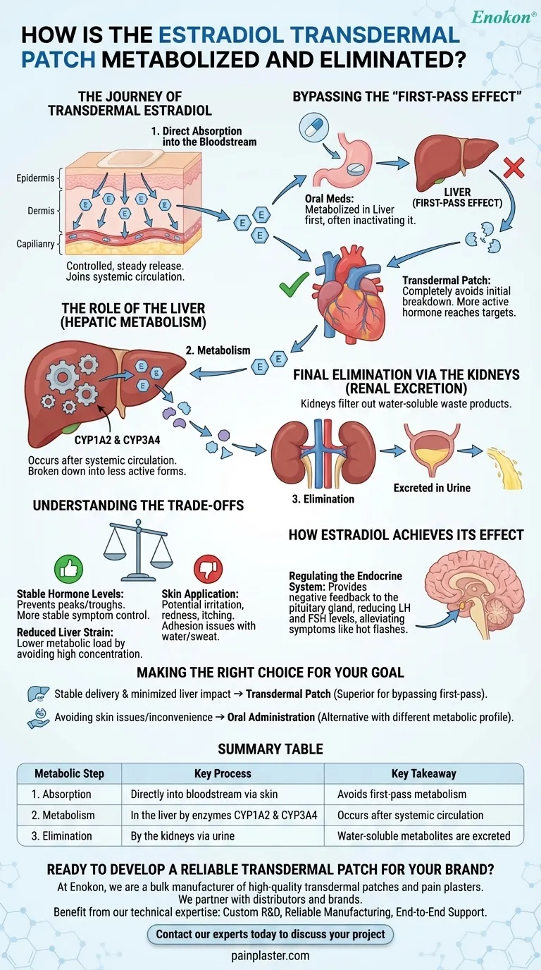 How is the estradiol transdermal patch metabolized and eliminated? Understanding the Metabolic Pathway Visual Guide