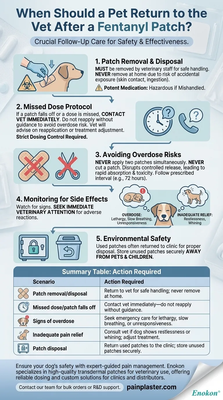 フェンタニルパッチ後、ペットはいつ獣医に戻るべきか？主な安全ガイドライン ビジュアルガイド