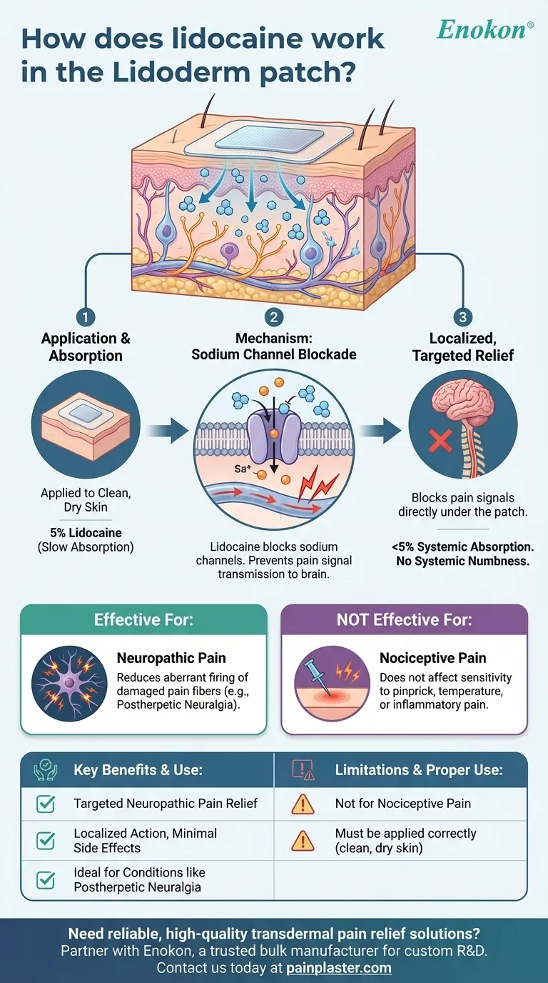 リドデルムパッチのリドカインの作用は？標的疼痛緩和の説明 ビジュアルガイド