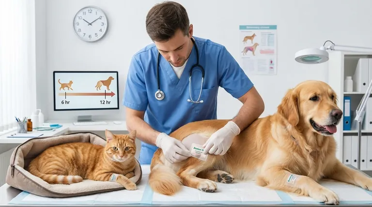 Quanto tempo demora um penso de fentanilo a fazer efeito em cães e gatos?Prazos de alívio da dor aprovados por veterinários